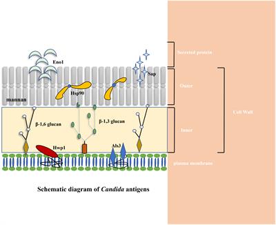 Promising immunotherapeutic targets for treating candidiasis